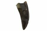 Tyrannosaur (Nanotyrannus) Tooth - Montana #97463-1